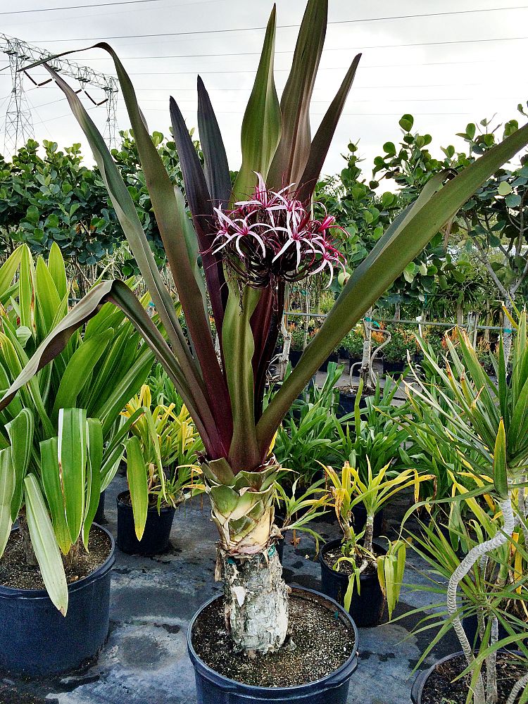 crinum-augustum-queen-emma-supreme-crinum-lily-queen-emma-supreme