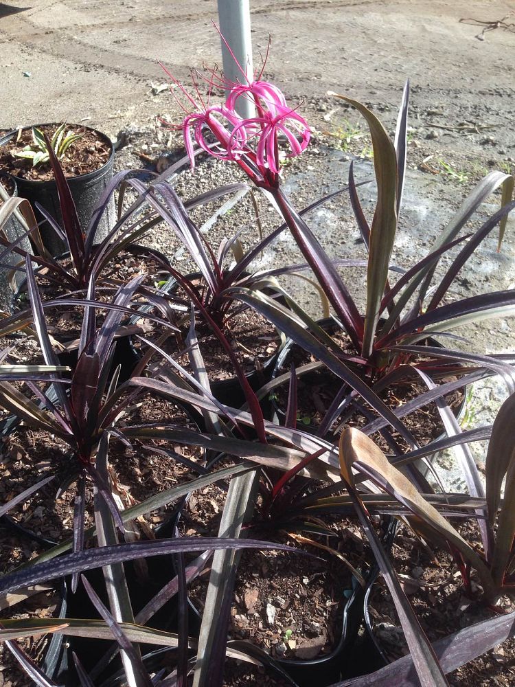 crinum-baby-burgundy-crinum-lily