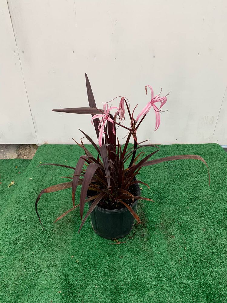 crinum-baby-burgundy-crinum-lily