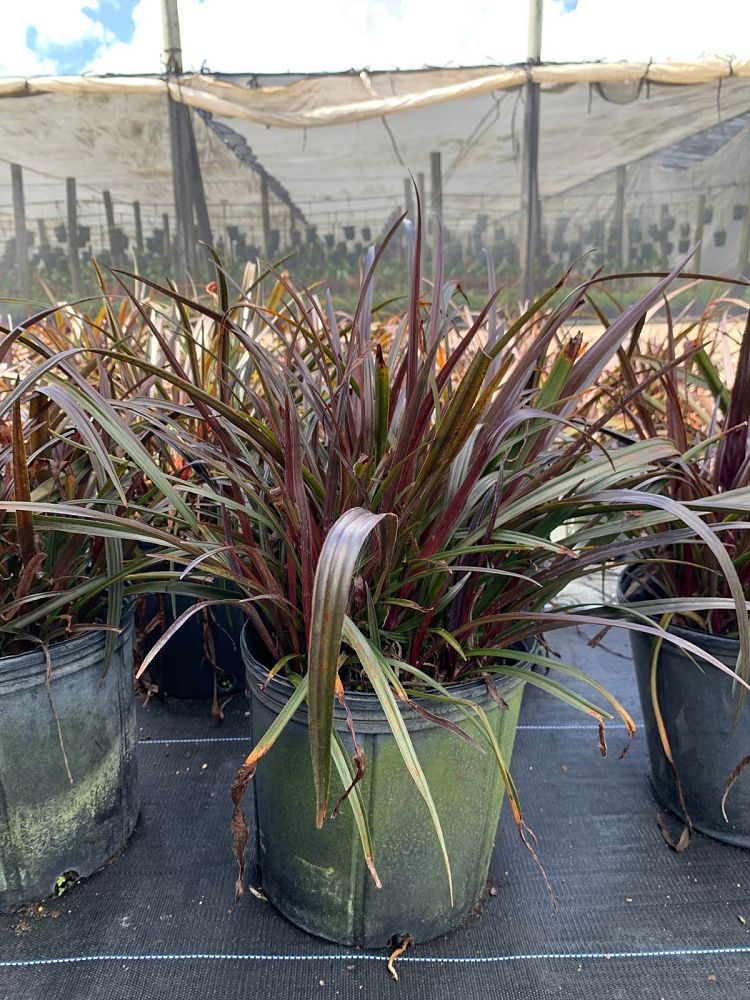 crinum-baby-burgundy-crinum-lily