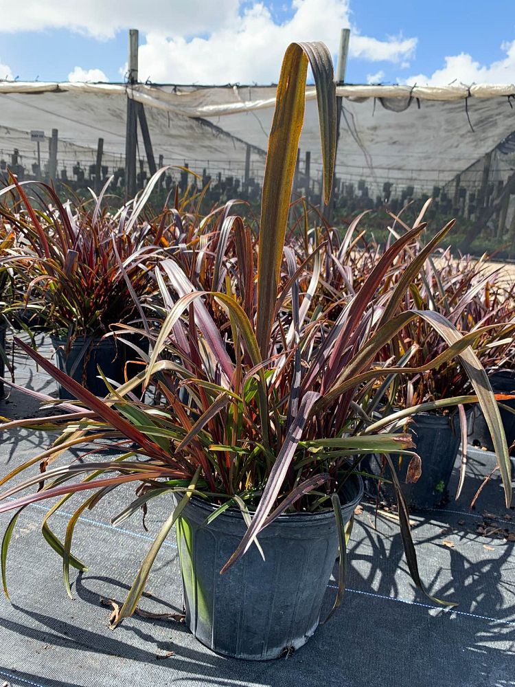 crinum-baby-burgundy-crinum-lily