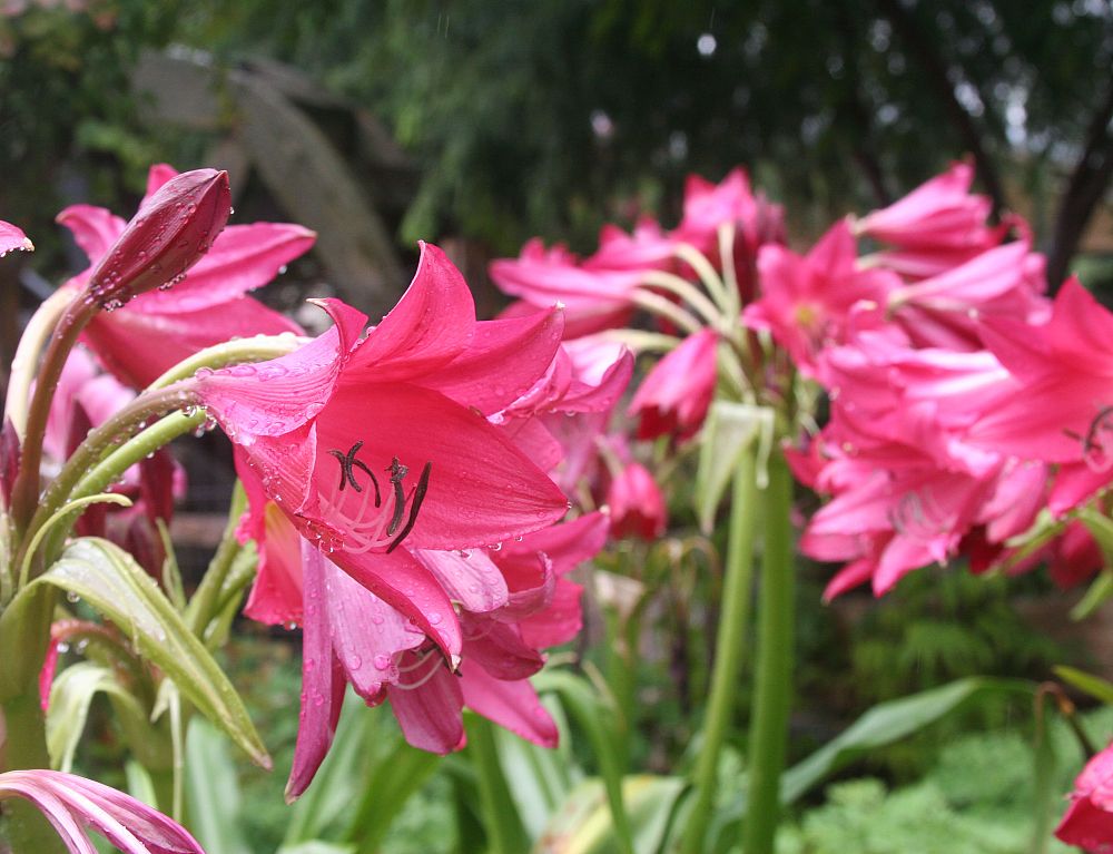 crinum-ellen-bosanquet-crinum-lily