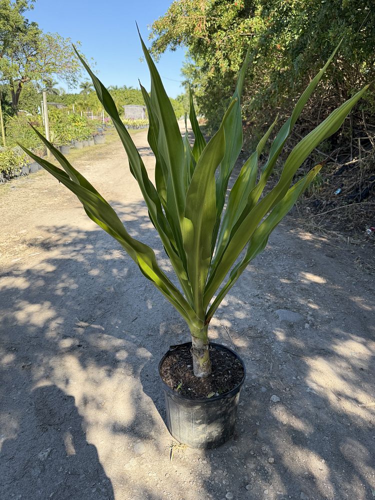 crinum-gracile-swamp-lily-crinum