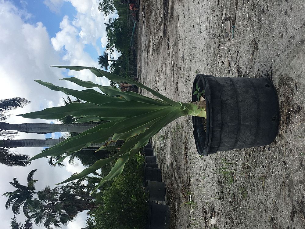 crinum-jagus-st-christopher-lily
