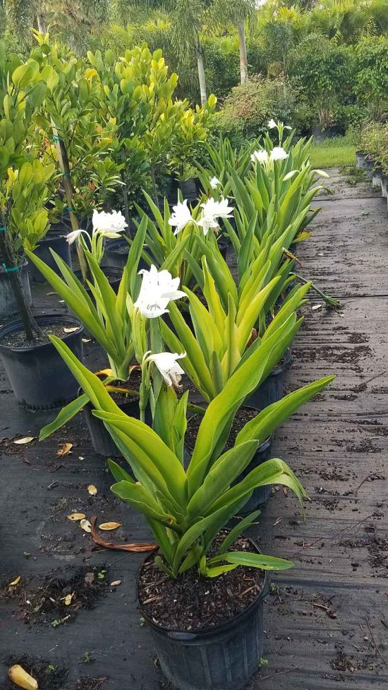 crinum-jagus-st-christopher-lily
