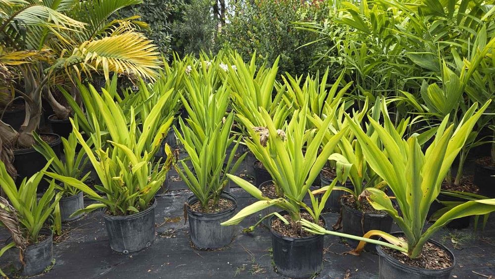 crinum-jagus-st-christopher-lily