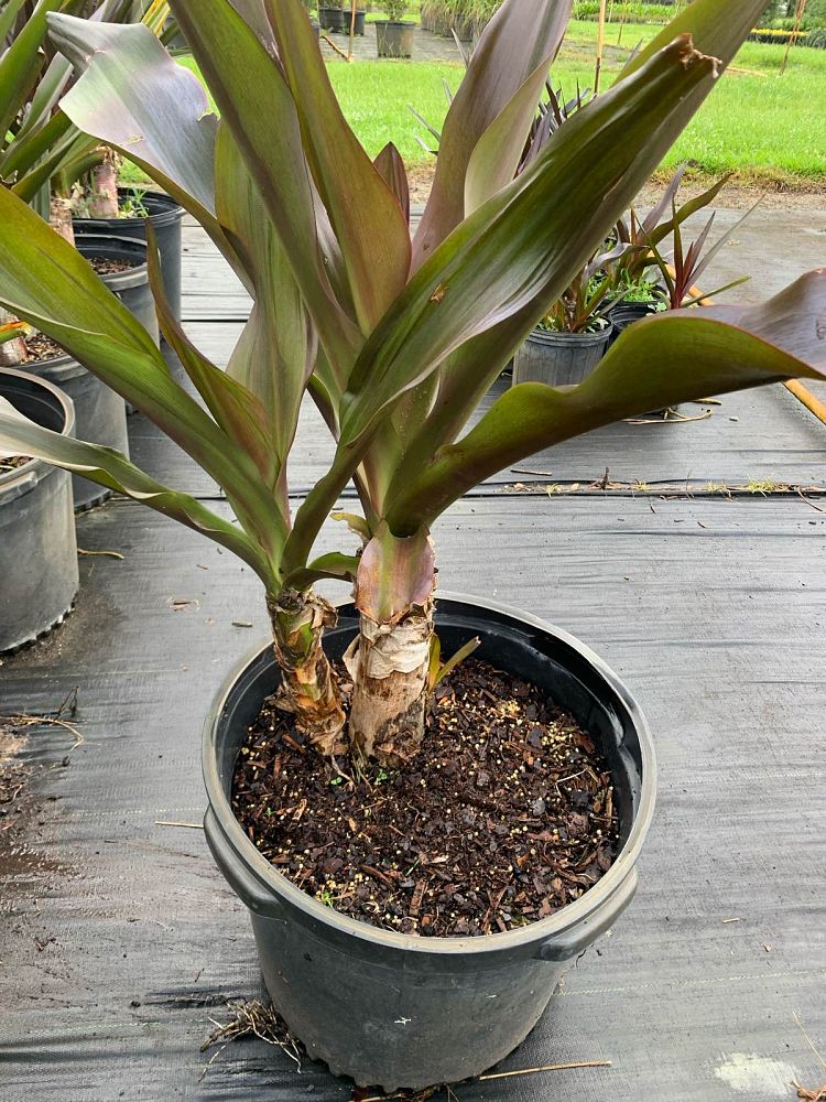 crinum-jumbo-burgundy-crinum-lily