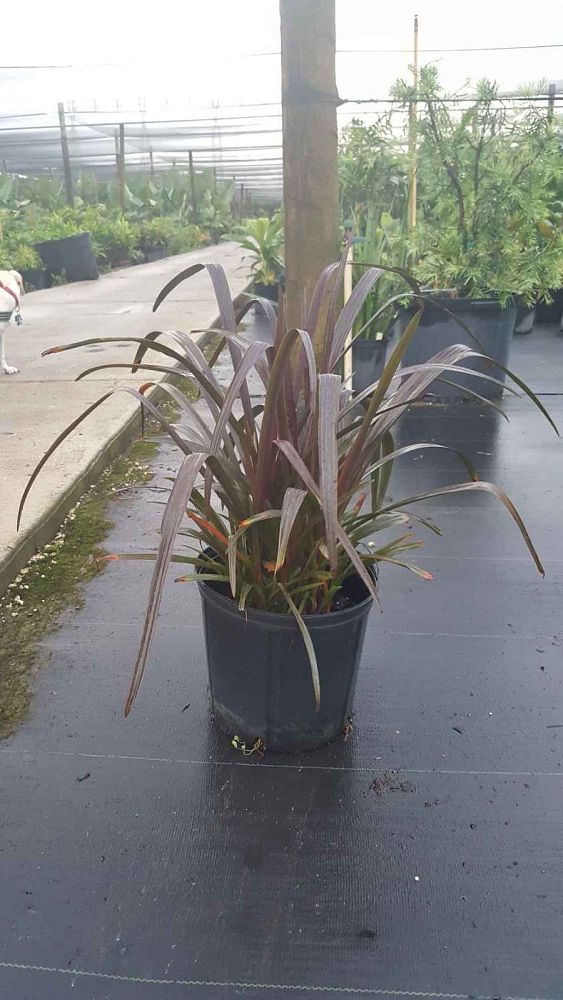 crinum-menehune
