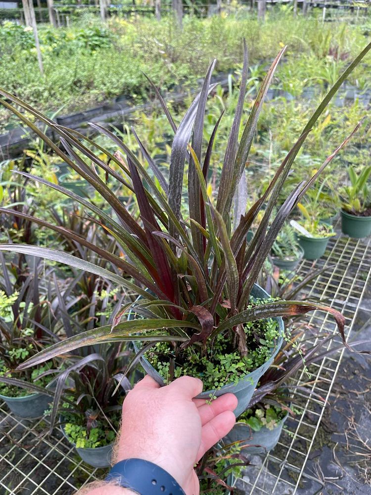 crinum-menehune