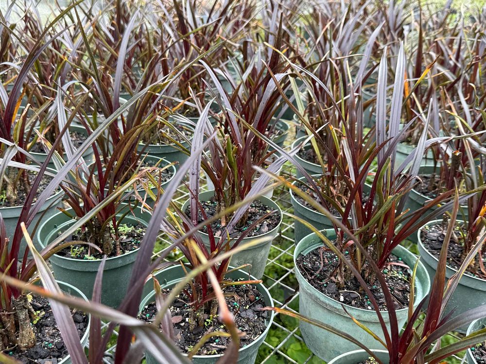 crinum-menehune