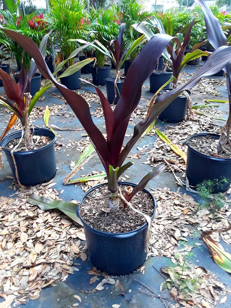 crinum-procerum-giant-crinum-lily-grand-crinum-lily-red-crinum-spider-lily-red-leaf-giant-crinum