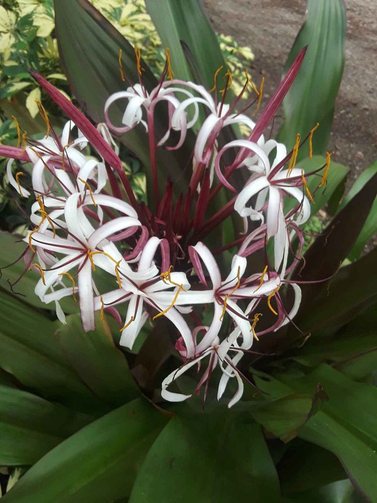 crinum-procerum-giant-crinum-lily-grand-crinum-lily-red-crinum-spider-lily-red-leaf-giant-crinum