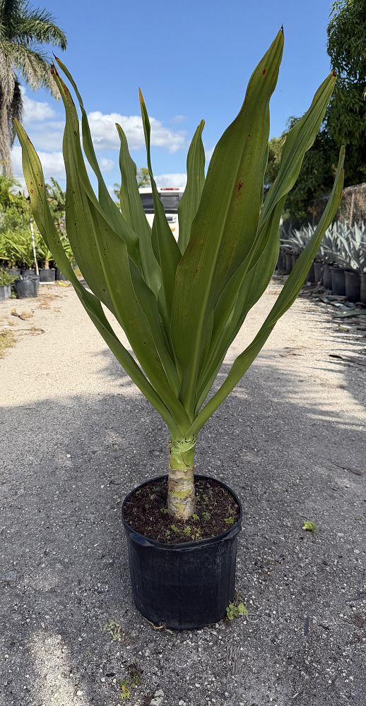 crinum-procerum-giant-crinum-lily-grand-crinum-lily-red-crinum-spider-lily-red-leaf-giant-crinum