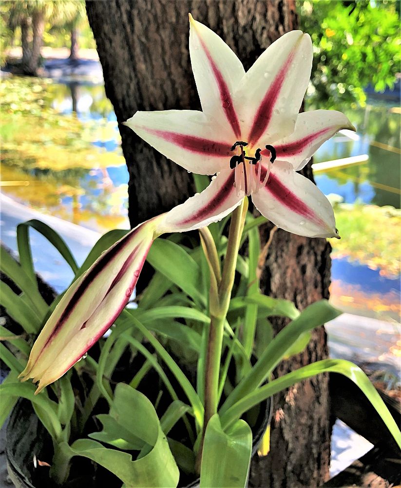 crinum-stars-stripes-crinum-river-lily-cape-coast-lily