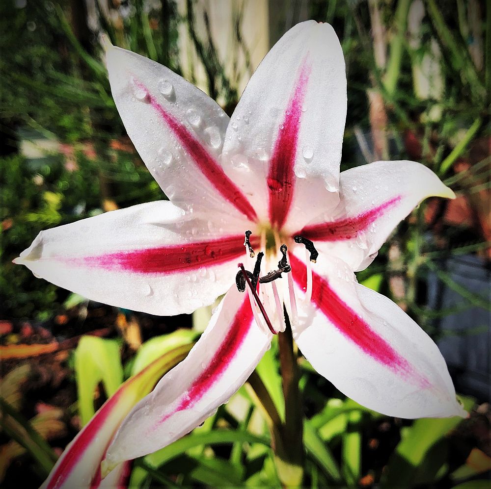 crinum-stars-stripes-crinum-river-lily-cape-coast-lily
