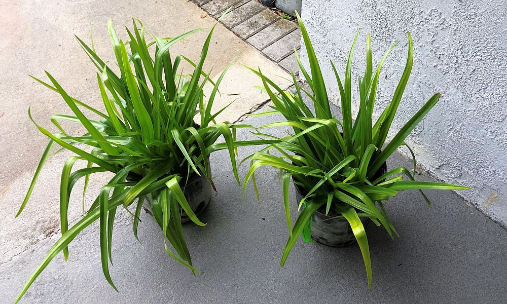 crinum-stars-stripes-crinum-river-lily-cape-coast-lily