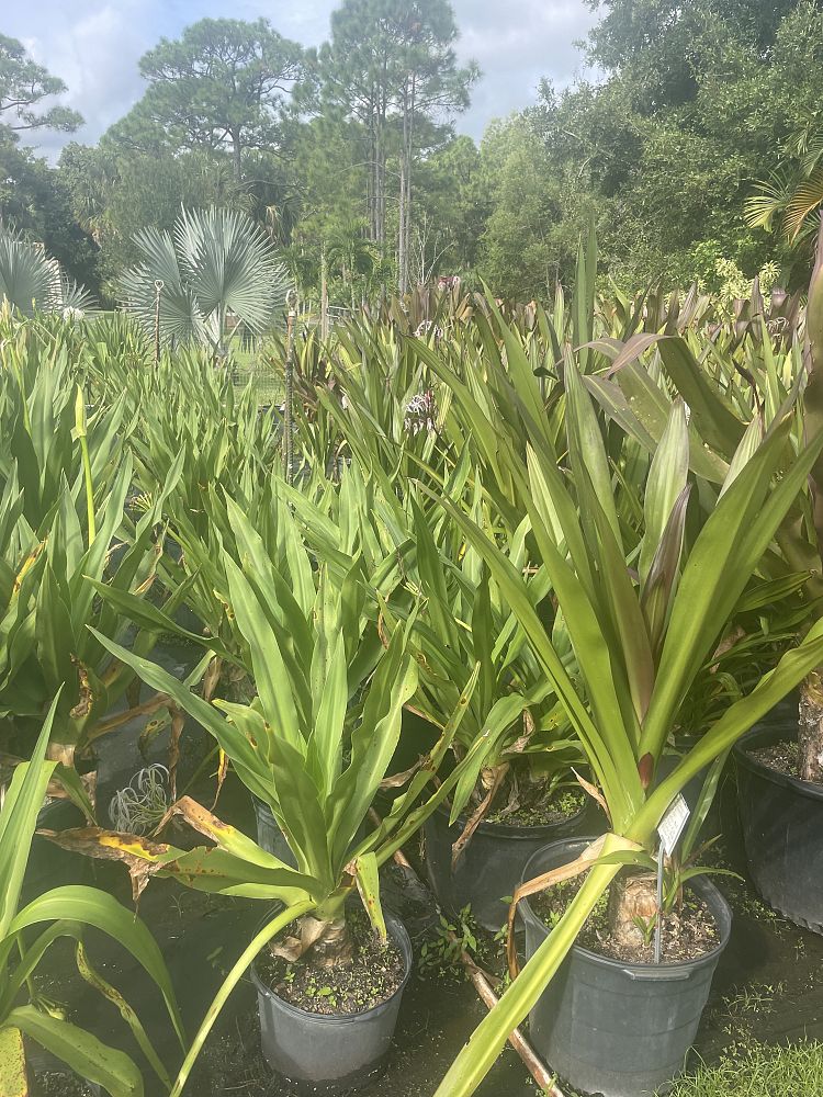 crinum-swamplily