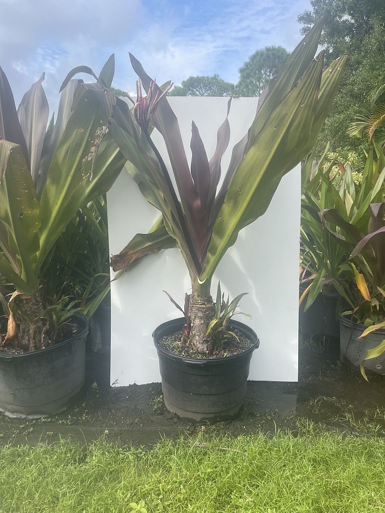 crinum-swamplily