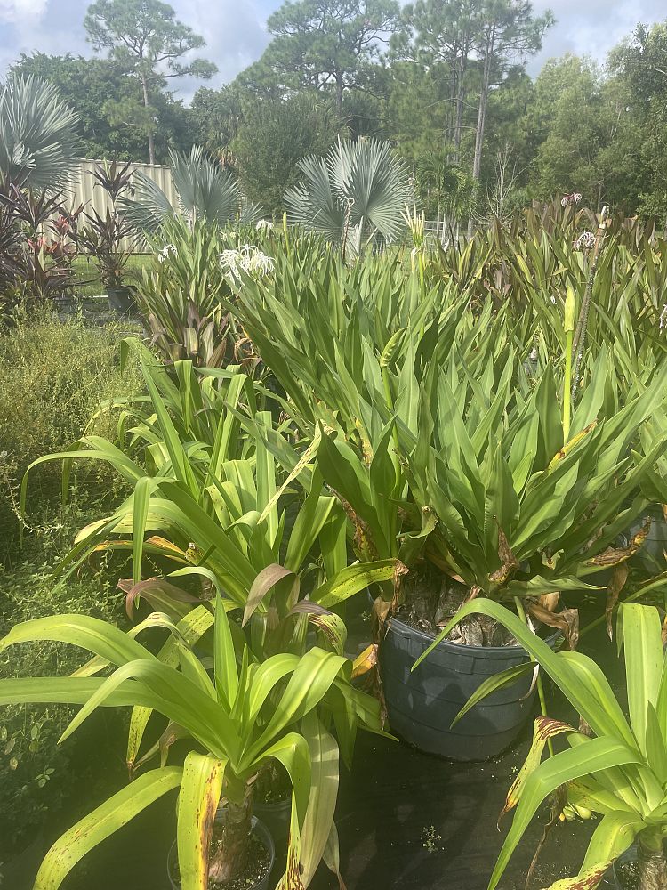 crinum-swamplily