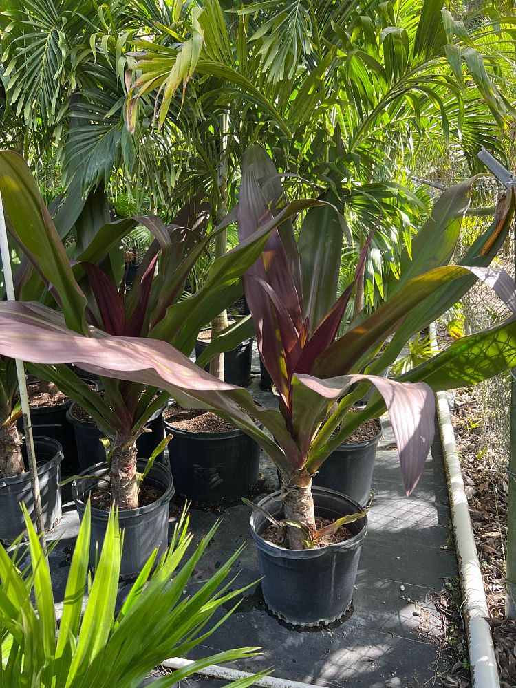 crinum-x-amabile-purple-leaf-giant-spider-lily