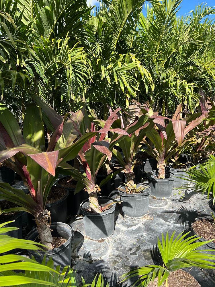 crinum-x-amabile-purple-leaf-giant-spider-lily