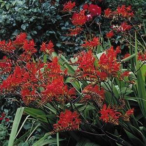 crocosmia-lucifer-montbretia