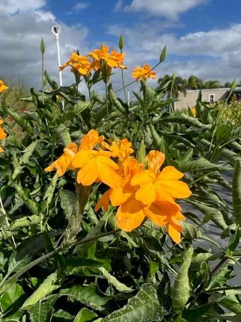 crossandra-florida-summer