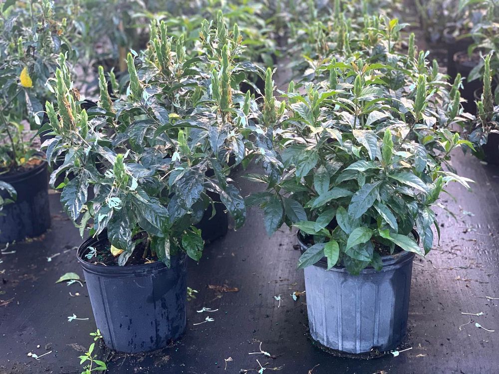 crossandra-green-ice