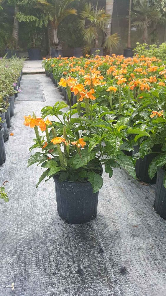 crossandra-infundibuliformis-orange-marmalade
