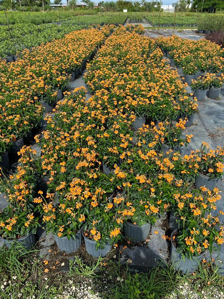 crossandra-infundibuliformis-orange-marmalade