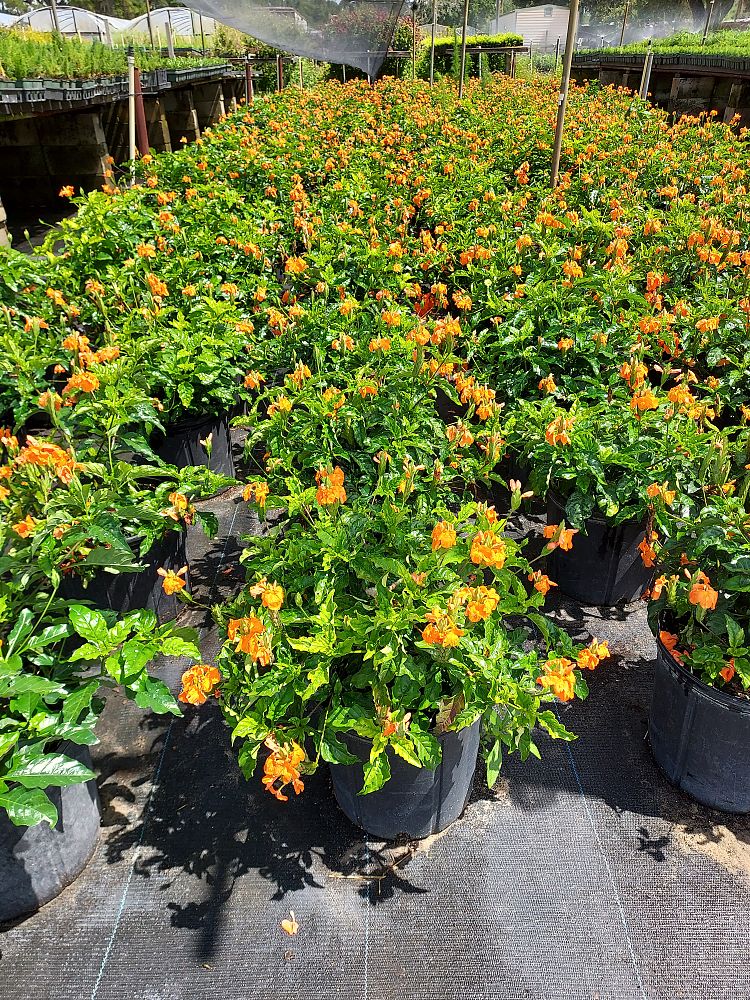 crossandra-infundibuliformis-orange-marmalade