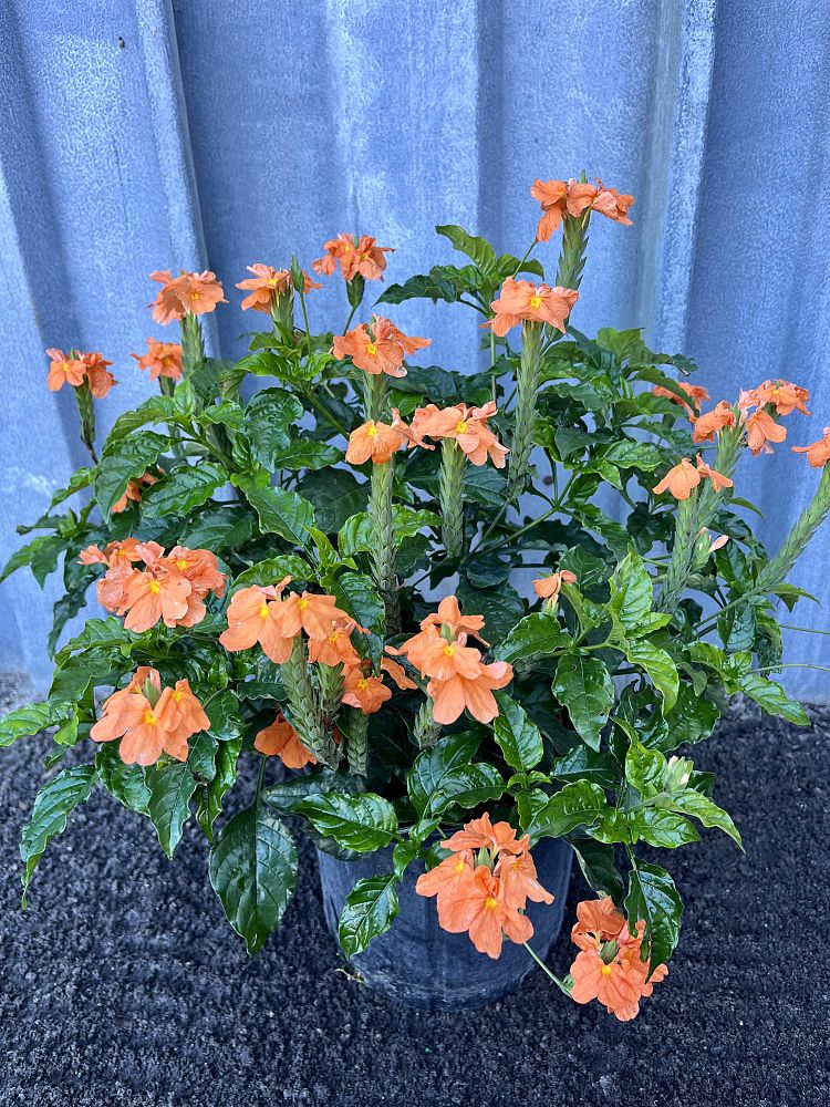 crossandra-infundibuliformis-orange-marmalade