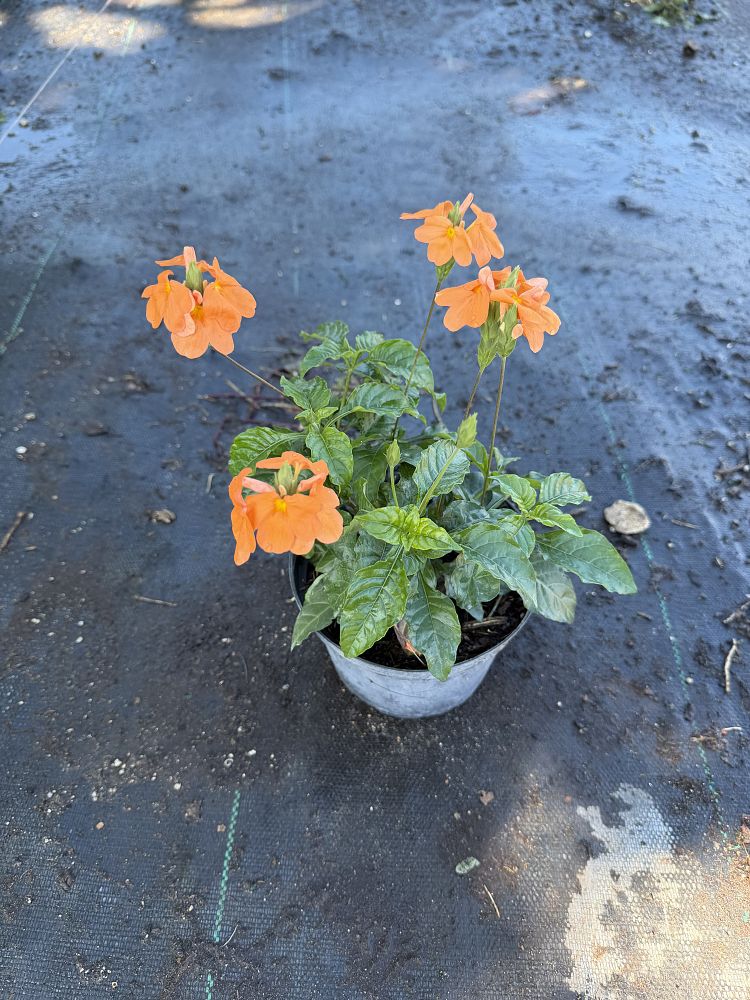 crossandra-infundibuliformis-orange-marmalade