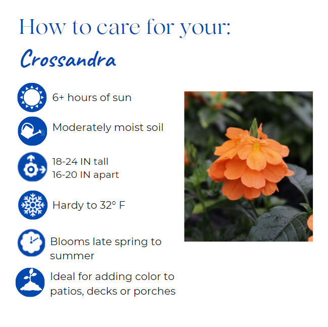 crossandra-infundibuliformis-orange-sherbet