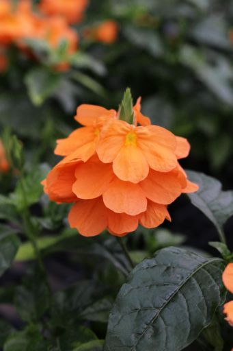 crossandra-infundibuliformis-orange-sherbet