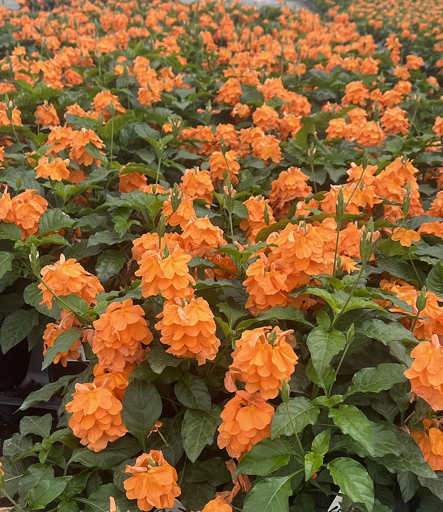 crossandra-infundibuliformis-orange-sherbet