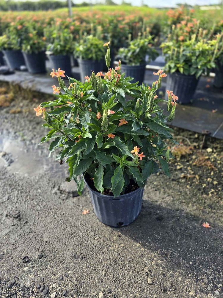 crossandra-infundibuliformis-orange-sherbet