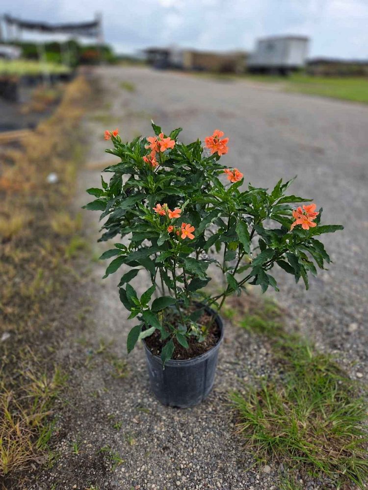 crossandra-infundibuliformis-orange-sherbet