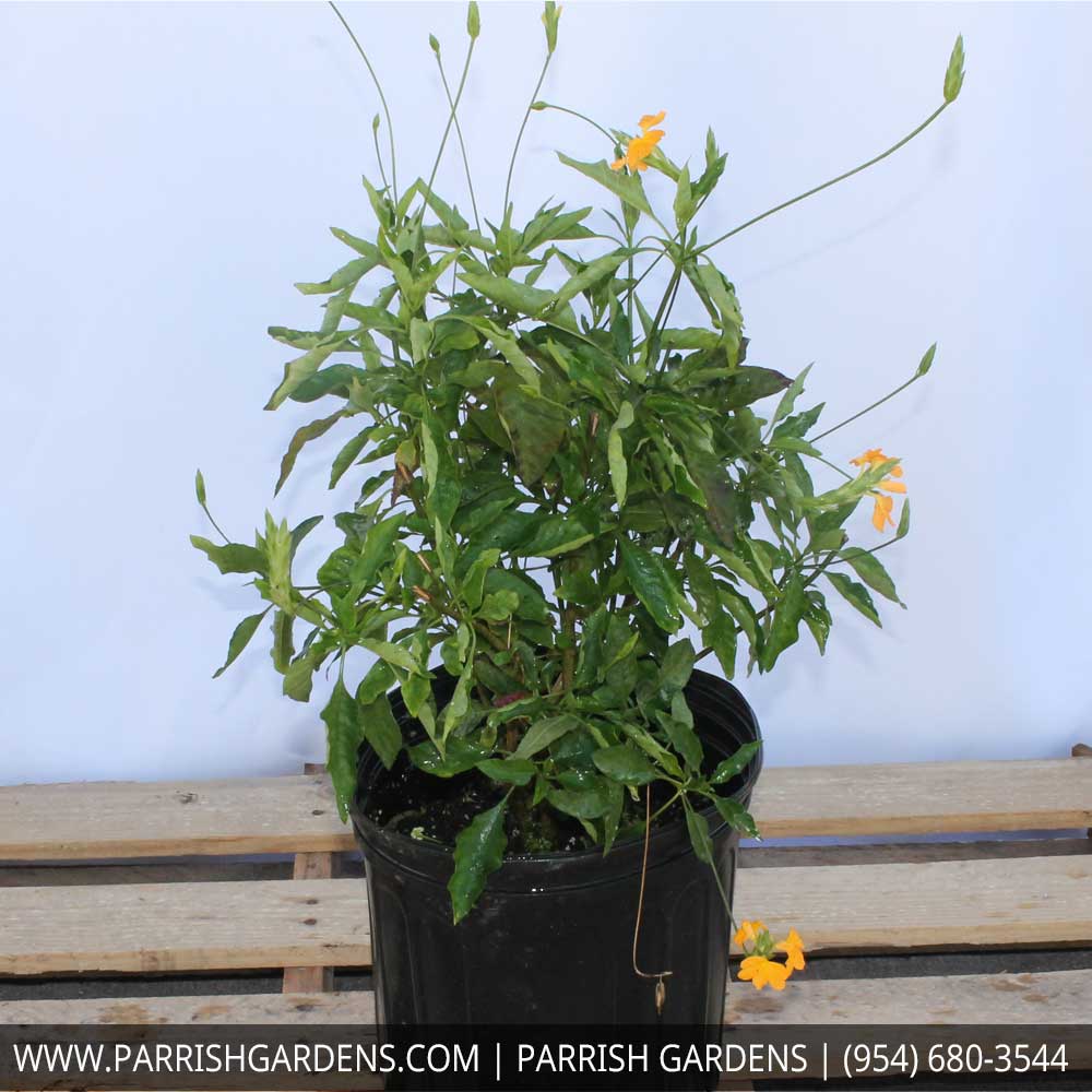 crossandra-infundibuliformis