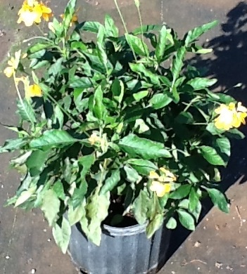 crossandra-infundibuliformis