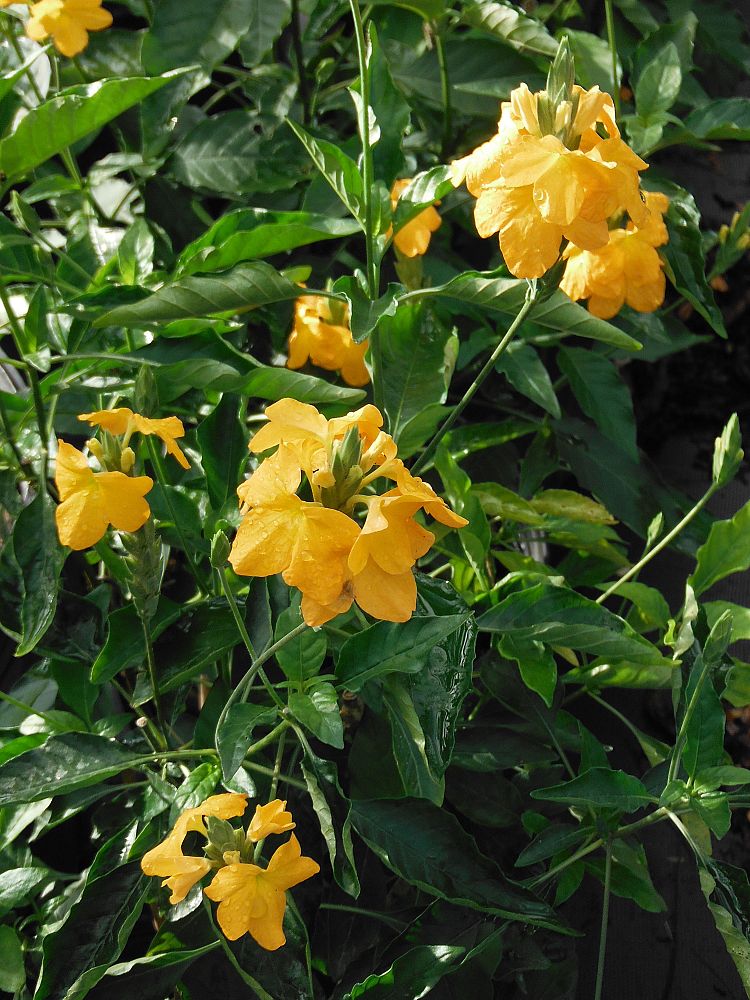 crossandra-infundibuliformis