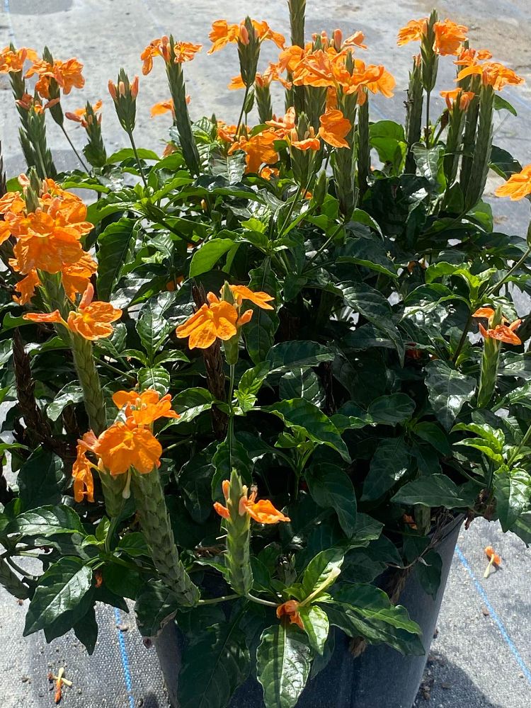 crossandra-infundibuliformis
