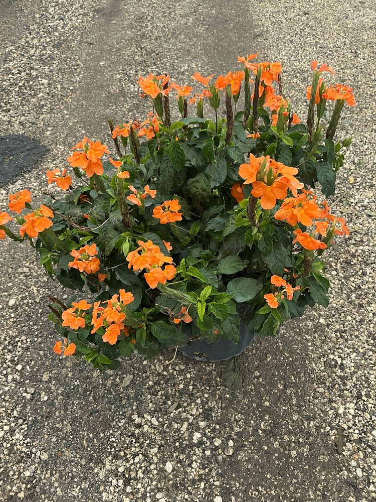 crossandra-infundibuliformis