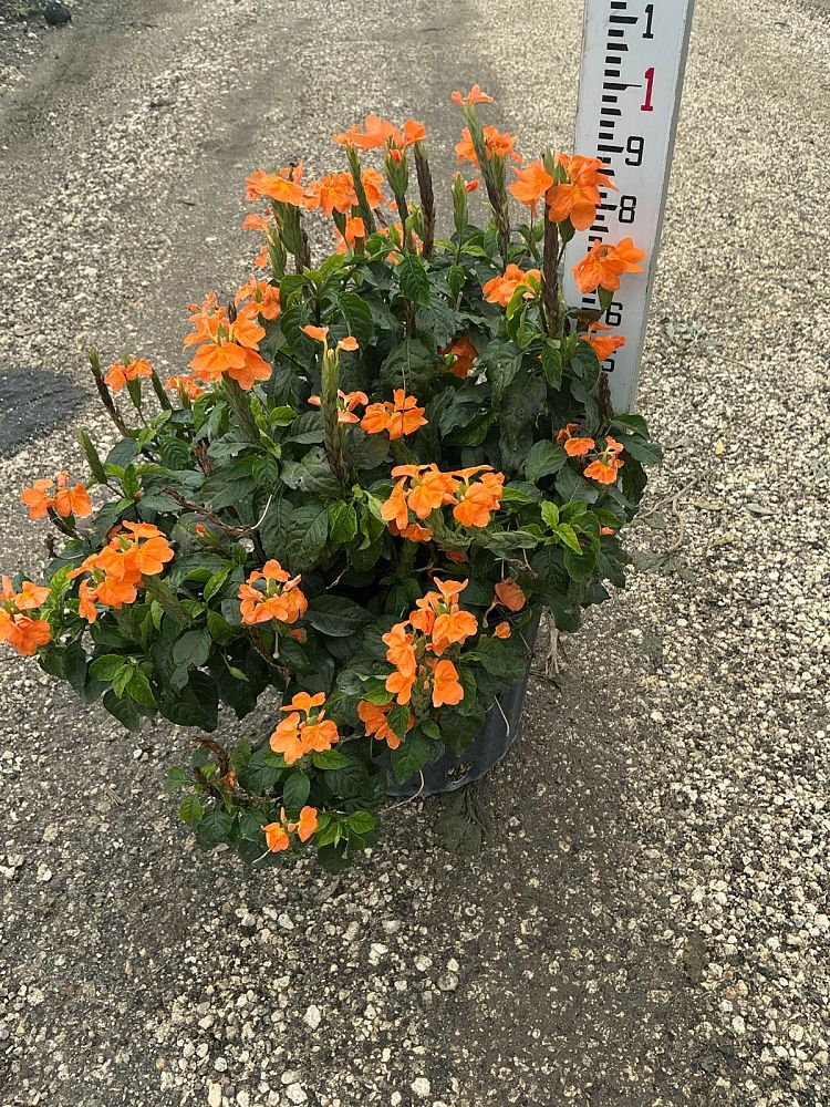 crossandra-infundibuliformis