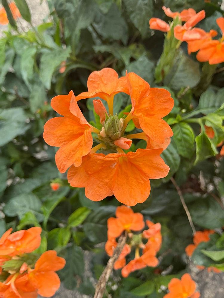 crossandra-infundibuliformis