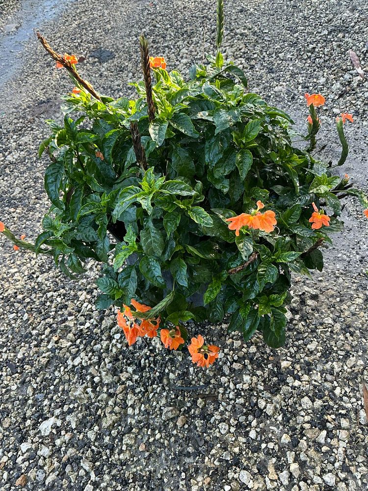 crossandra-infundibuliformis