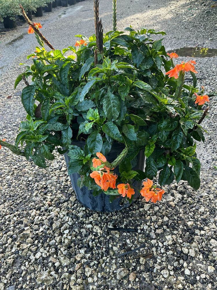 crossandra-infundibuliformis