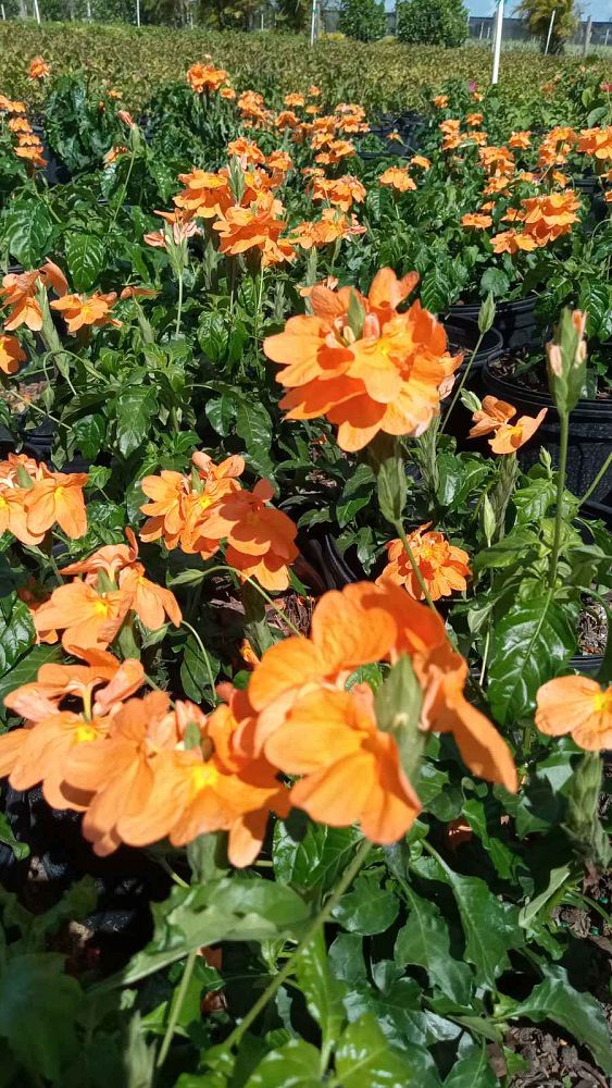 crossandra