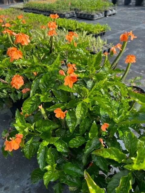 crossandra
