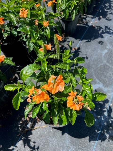 crossandra